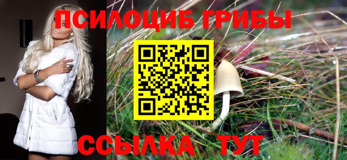 Курчатов  Псилоцибиновые грибы мицелий  Вход с VPN 